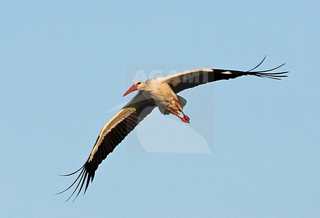 Ooievaar volwassen vliegend; White Stork adult flying stock-image by Agami/Marc Guyt,