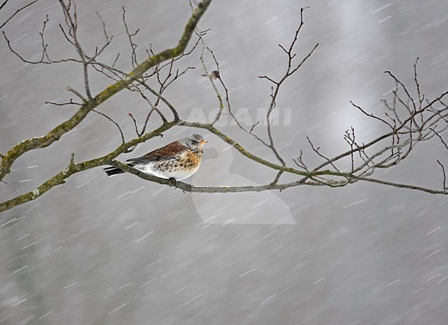 Fieldfare perched on a branch in snow; Kramsvogel zittend op een tak in de sneeuw stock-image by Agami/Markus Varesvuo,