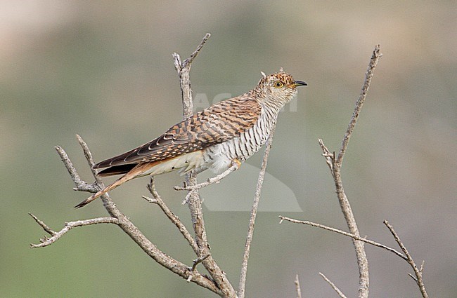 Vrouwtje bruine vorm Koekoek, Female brown form Common Cuckoo stock-image by Agami/Mike Danzenbaker,