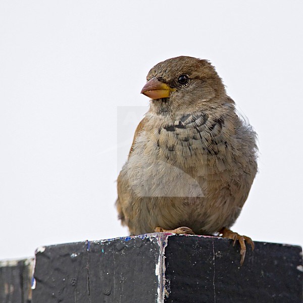 Huismus jong mannetje zittend op paal, House Sparrow juvenile male perched at pole stock-image by Agami/Wil Leurs,