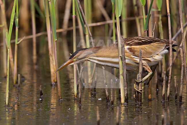 Tarabusino; Little Bittern; Ixobrychus minutus stock-image by Agami/Daniele Occhiato,