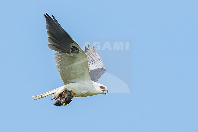 Adult with Sora
Galveston Co., TX
May 2023 stock-image by Agami/Brian E Small,