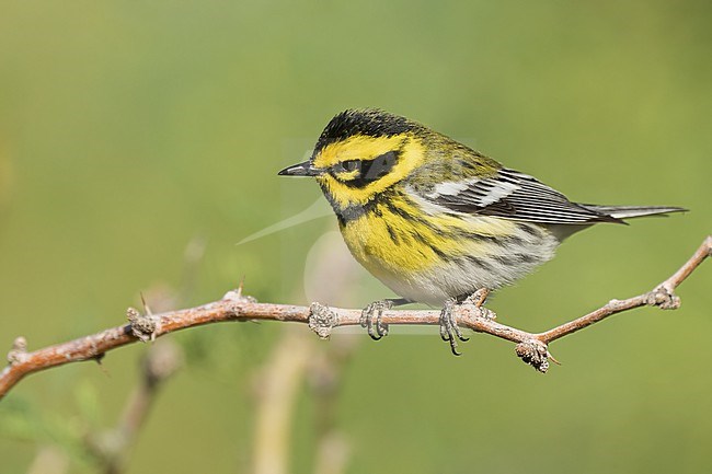 Adult male
Riverside Co., CA
April 2022 stock-image by Agami/Brian E Small,