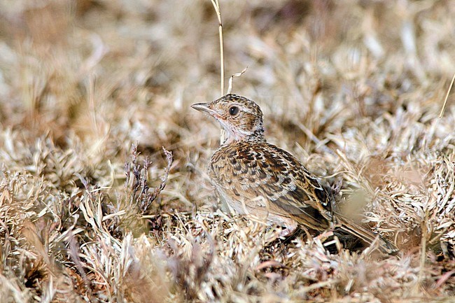 Recent evidence indicates that this lark is conspecific with H. archeri, this latter name having priority; it is suggested that the combined taxon retain the name Liben Lark. stock-image by Agami/Jacob Garvelink,