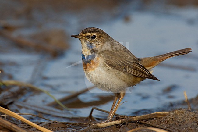 Blauwborst zittend op grond; White-Spotted Bluethroat perched on ground stock-image by Agami/Daniele Occhiato,