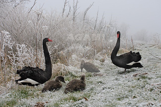 Black Swan a pair with chicks in winter landscape Netherlands, Zwarte Zwaan een paar met jongen in winters landschap Nederland stock-image by Agami/Jacques van der Neut,