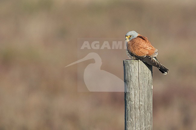 Subadult male Lesser Kestrel (Falco naumanni) wintering in Spain. Perched on a pole, against a brown natural background. stock-image by Agami/Ralph Martin,