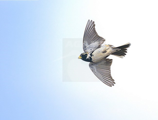 Displaying male Lapland Bunting (Calcarius lapponicus) in breeding plumage arctic Norway. stock-image by Agami/Sylvain Reyt,