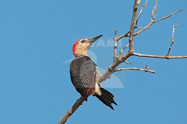 Hoffmann-specht zittend in boomtop Mexico, Golden-fronted Woodpecker perched in treetop Mexico stock-image by Agami/Wil Leurs,