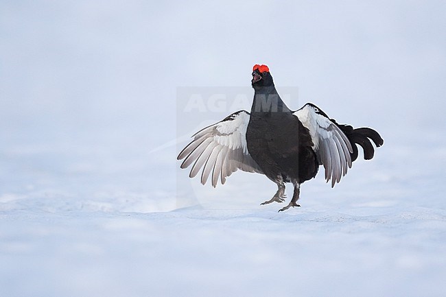 Adult male Black Grouse (Lyrurus tetrix tetrix) at a lek in Germany during early spring with lots of snow. Jumping during courtship. stock-image by Agami/Ralph Martin,