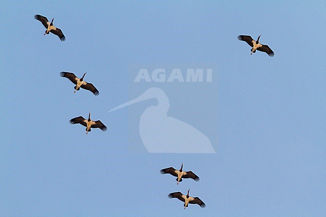 Abdim's Stork (Ciconia abdimii), small flock in flight, Dhofar, Oman stock-image by Agami/Saverio Gatto,