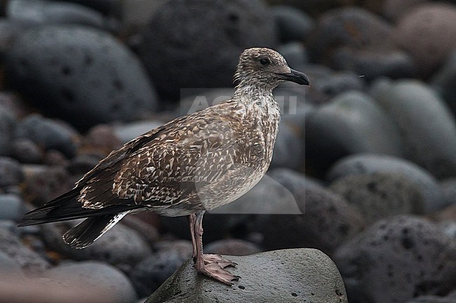 Geelpootmeeuw ssp atlantis; Azores Yellow-legged Gull stock-image by Agami/Daniele Occhiato,