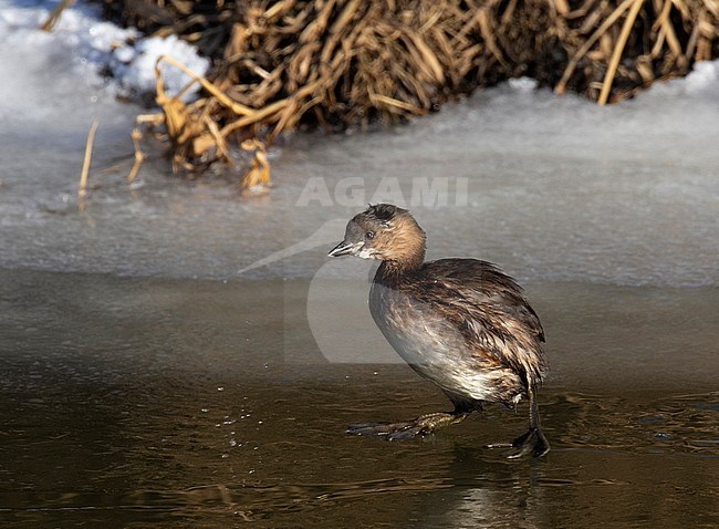 Wintering Little Grebe (Tachybaptus ruficollis) in the Netherlands. Walking on ice. stock-image by Agami/Edwin Winkel,