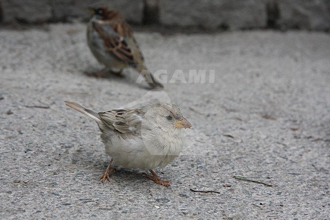 Huismus vrouwtje zittend met voer; House Sparrow female perched with food stock-image by Agami/Chris van Rijswijk,