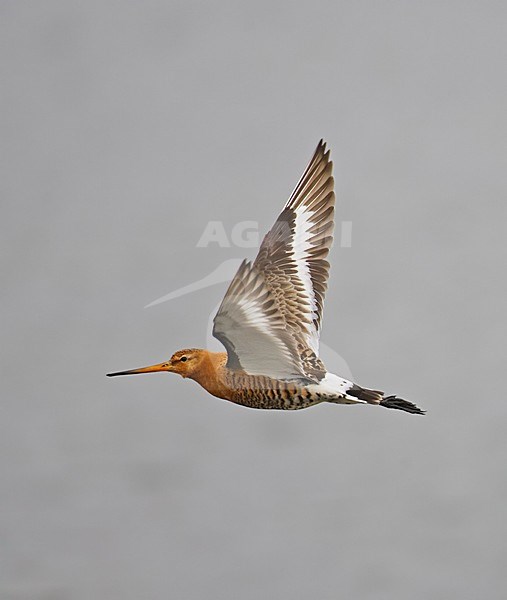 Black-tailed Godwit flying; Grutto vliegend stock-image by Agami/Markus Varesvuo,