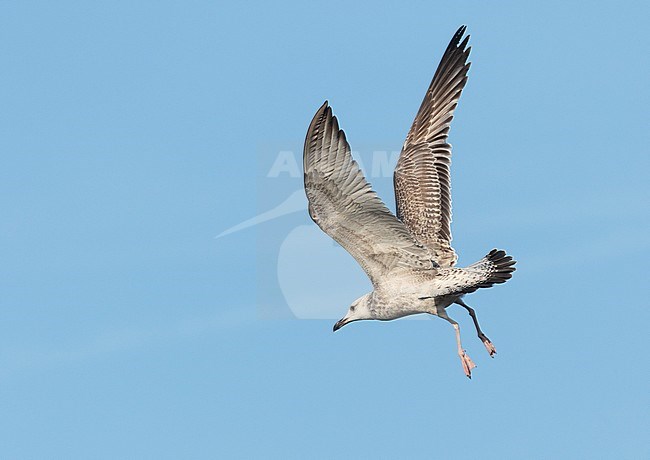 First-winter Caspian Gull (Larus cachinnans) taking off in Great Britain. stock-image by Agami/Pete Morris,