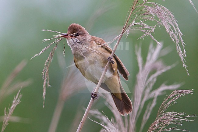 Grote Karekiet zittend in het riet; Great Reed Warbler perched in reed stock-image by Agami/Daniele Occhiato,