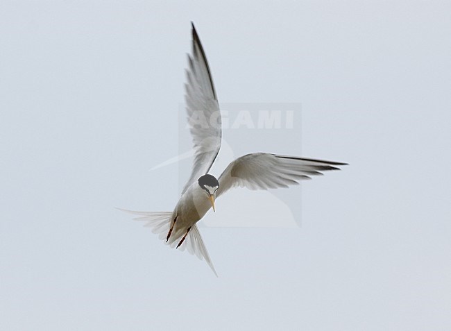 Little Tern; flying Dwergstern vliegend stock-image by Agami/Roy de Haas,
