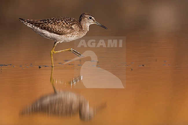 Bosruiter, Wood Sandpiper, Tringa glareola, adult, worn breeding plumage stock-image by Agami/Ralph Martin,