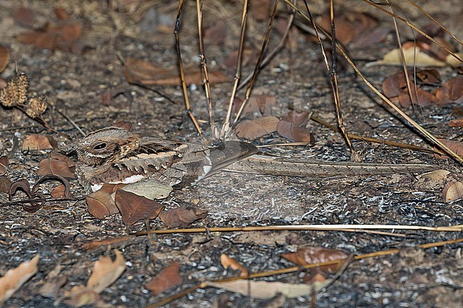 Long-tailed Nightjar, Caprimulgus climacurus, in Ghana. stock-image by Agami/Pete Morris,