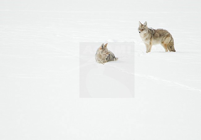 Prairiewolf in de sneeuw, Coyote in the snow stock-image by Agami/Danny Green,