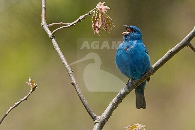 Adult spring male Indigo Bunting (Passerina cyanea) singing from a branch in Long Pont, Ontario, Canada. stock-image by Agami/Glenn Bartley,