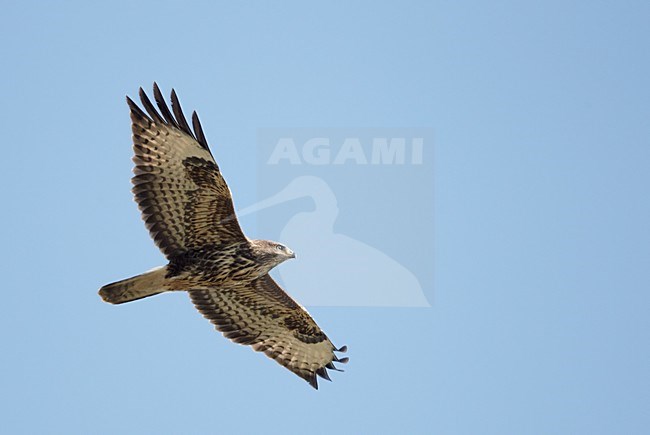 Buizerd in de vlucht; Common Buzzard in flight stock-image by Agami/Markus Varesvuo,