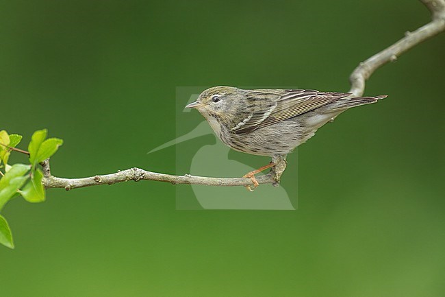 Adult female
Galveston Co., TX
April 2022 stock-image by Agami/Brian E Small,