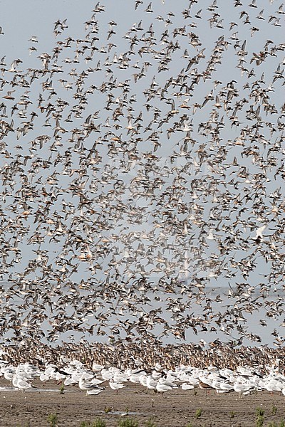 Grote groepen vogels in Westhoek; Bird flocks at Westhoek stock-image by Agami/Marc Guyt,