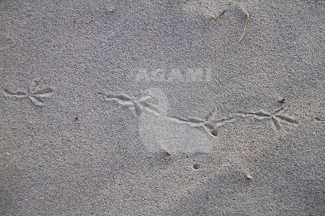Tracks of a Richard's Pipit, Helgoland, Germany stock-image by Agami/Ralph Martin,