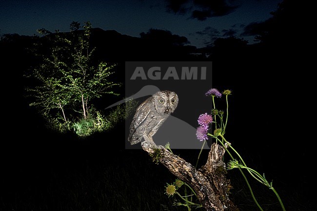 Eurasian Scops Owl (Otus scops scops) during the night in Italy. Perched on its lookout with a caught insect as prey. stock-image by Agami/Alain Ghignone,