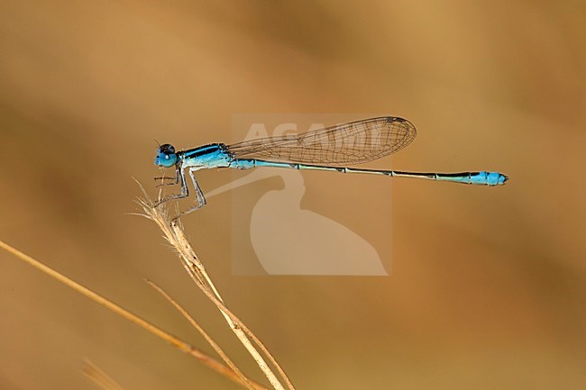 Mannetje Azuragrion vansomereni, Male Tiny Bluet stock-image by Agami/Wil Leurs,