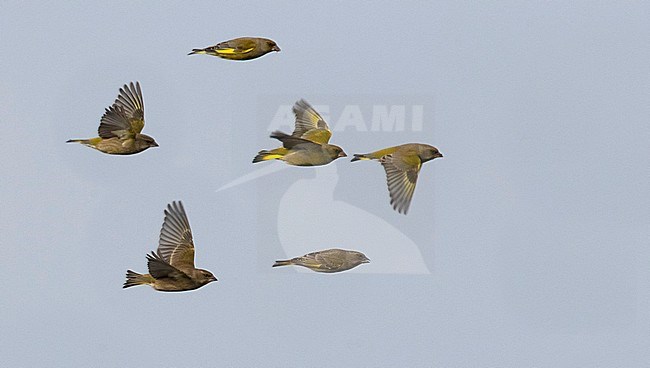 European Greenfinches (Chloris chloris) flying by during winter in The Netherlands. stock-image by Agami/Edwin Winkel,