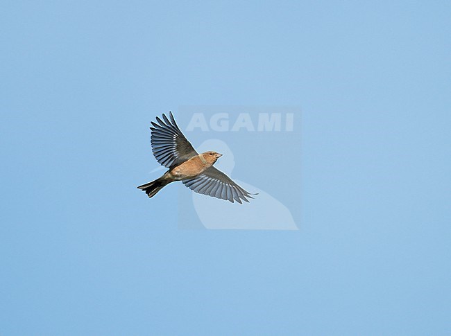 Common Chaffinch (Fringilla coelebs) flying, migrating in blue sky, showing underside stock-image by Agami/Ran Schols,
