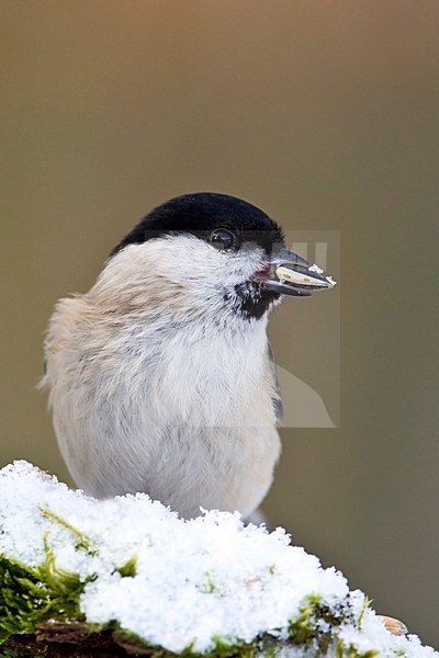 Marsh Tit perched on a branch in the snow with food stock-image by Agami/Wim Wilmers,