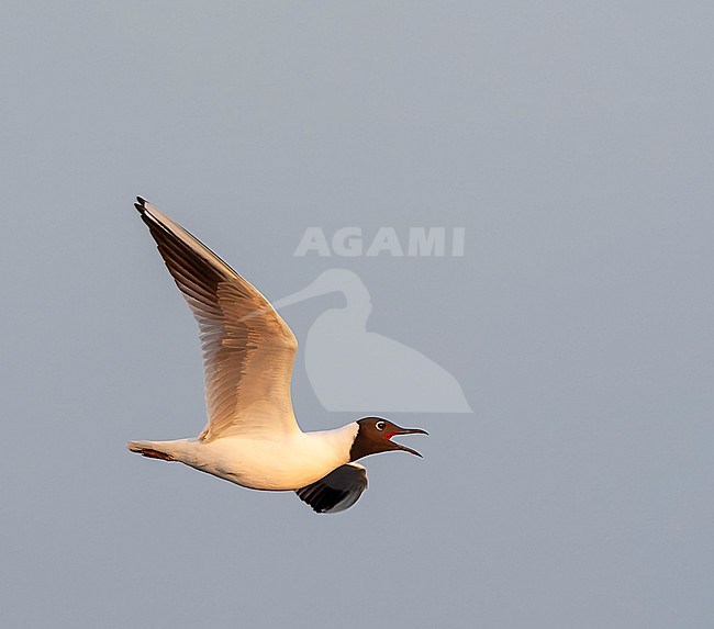 Adult Common Black-headed Gull (Chroicocephalus ridibundus) in the Netherlands. Calling in mid air. stock-image by Agami/Marc Guyt,