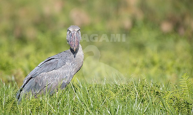 Huge Shoebill (Balaeniceps rex) or whalehead, standing in a papyrus swamp in Uganda. stock-image by Agami/Ian Davies,