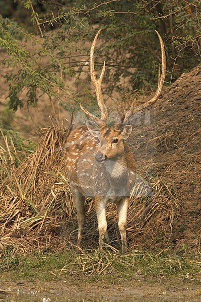 Axishert; Spotted Deer stock-image by Agami/Marc Guyt,