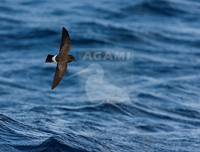 Gough Black-bellied Storm-Petrel (Fregetta tropica melanoleuca) in the Southern Atlantic Ocean, around the Tristan da Cunha and Gough islands. Also called White-bellied Black-bellied Storm Petrel. stock-image by Agami/Marc Guyt,