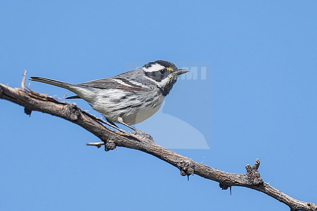 Adult male
Riverside Co., CA
April 2022 stock-image by Agami/Brian E Small,