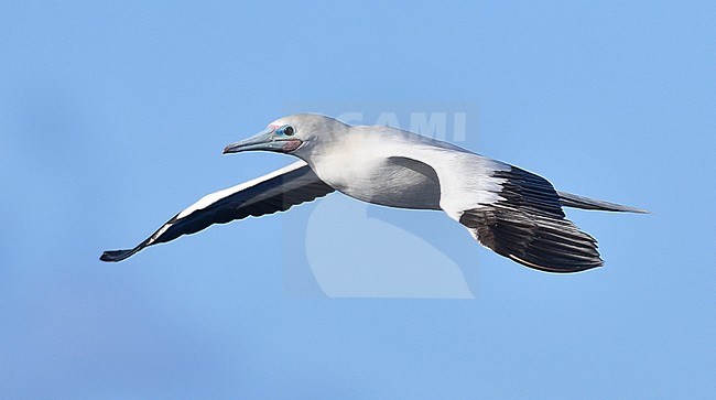 Red-footed Booby (Sula sula) in flight over the mid-atlantic ocean. stock-image by Agami/Laurens Steijn,