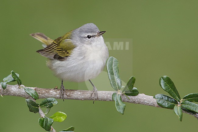 Adult male
Galveston Co., TX
April 2013 stock-image by Agami/Brian E Small,