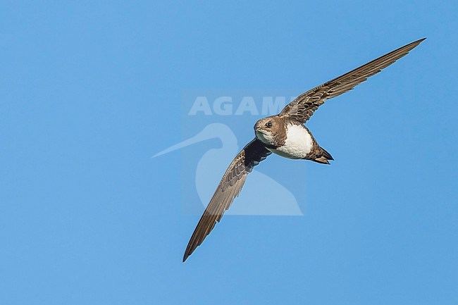 Alpine Swift (Tachymarptis melba) flying agains blue sky in Switzerland. stock-image by Agami/Marcel Burkhardt,