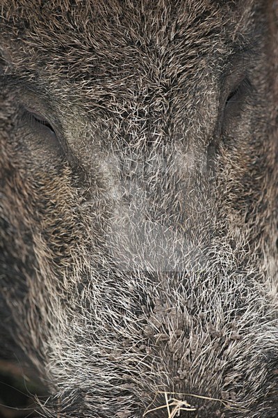 Wild Zwijn close-up; Wild Boar close up stock-image by Agami/Menno van Duijn,