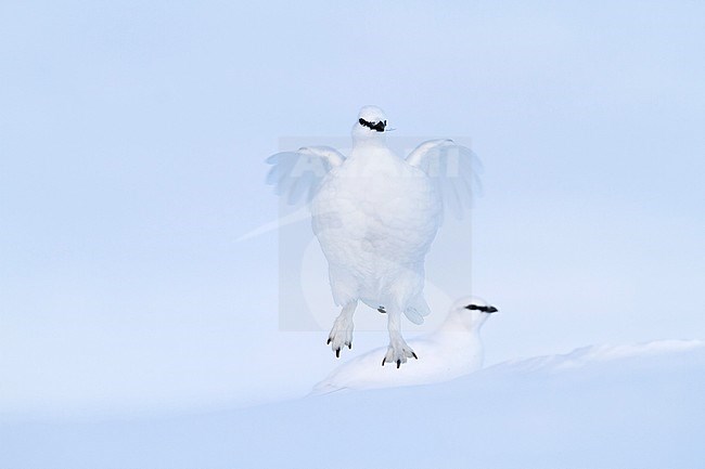 Adult male, in winter plumage, Alps Rock Ptarmigan (Lagopus muta helvetica) in Alp mountains in Germany. stock-image by Agami/Ralph Martin,