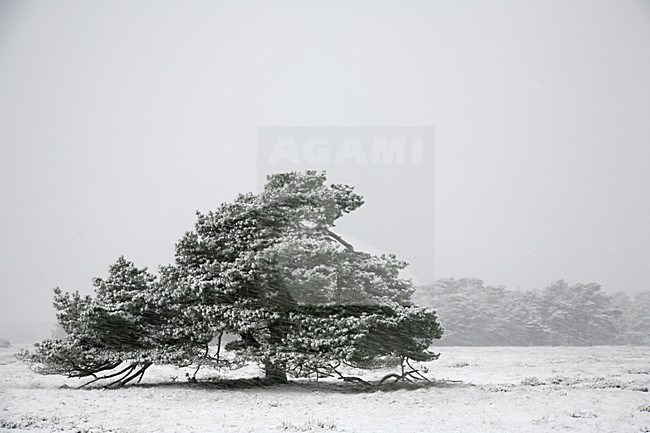 Boom in winter met sneeuw; Tre in winter with snow stock-image by Agami/Kristin Wilmers,