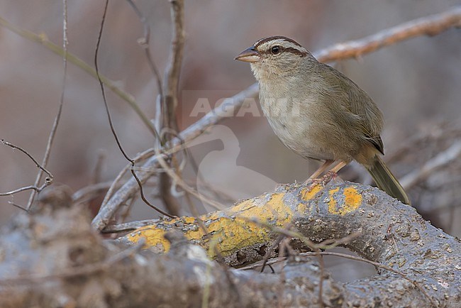 Olive Sparrow (Arremonops rufivirgatus) in mexico stock-image by Agami/Dubi Shapiro,