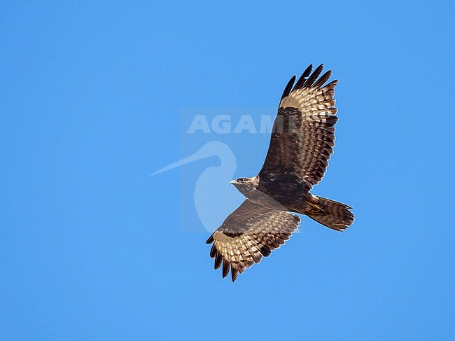 Steppe Buzzard; Buteo buteo vulpinus; dark morph juvenile in flight stock-image by Agami/Dick Forsman,