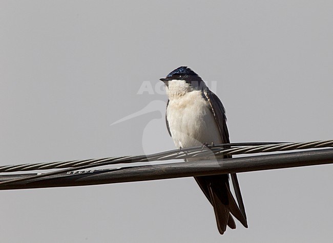 Blauw-witte Zwaluw, Blue-and-white Swallow stock-image by Agami/Roy de Haas,