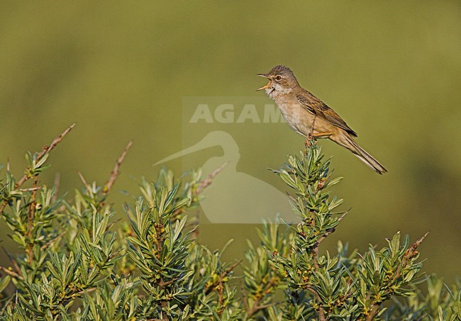 Zingende Grasmus; Singing Common Whitethroat stock-image by Agami/Menno van Duijn,